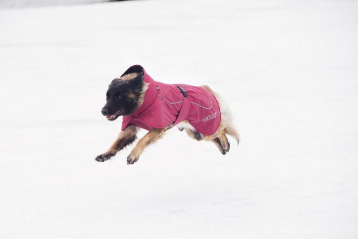 Produktbild Rukka Stormy (30, Hundemantel)