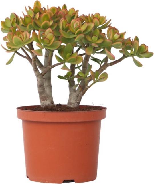 Image du produit Plant in a Box Crassula ovata Sunset - Plante de jade (45 cm)