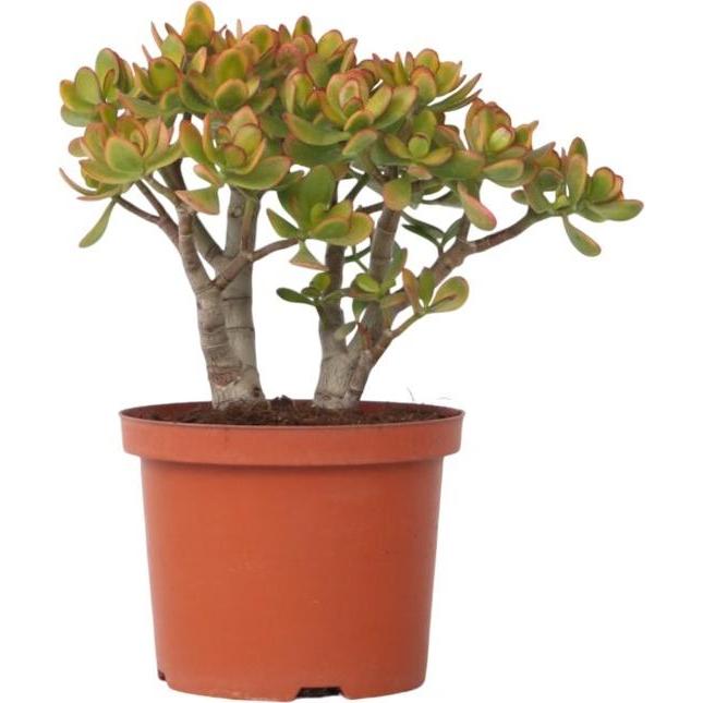Thumbnail - Plant in a Box, Pflanzen, Crassula ovata Sunset - Jadepflanze (45 cm)