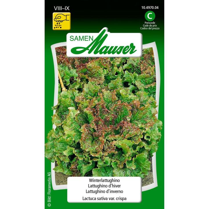 Image du produit Samen Mauser Lattughino d'hiver (Graines de légumes)