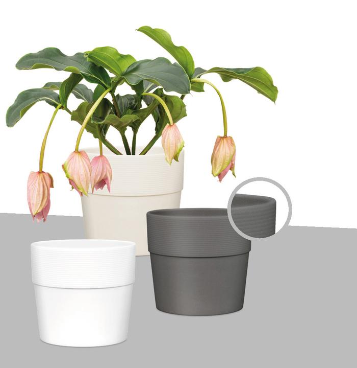 Image du produit Scheurich Groove (14 cm)