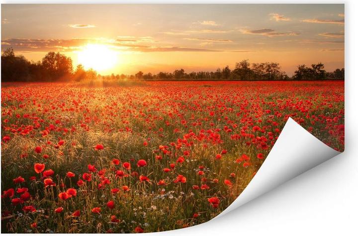 Image du produit Trenddeko Champ de coquelicots au coucher du soleil (60 x 40 cm)