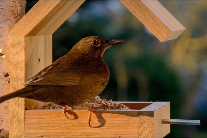 Produktbild Dobar Bauhaus III