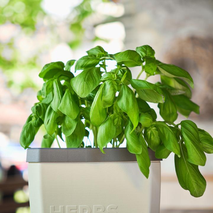 Actual product image Gusta Garden Herbs Buddy (16 x 16.30 x 14.50 cm)