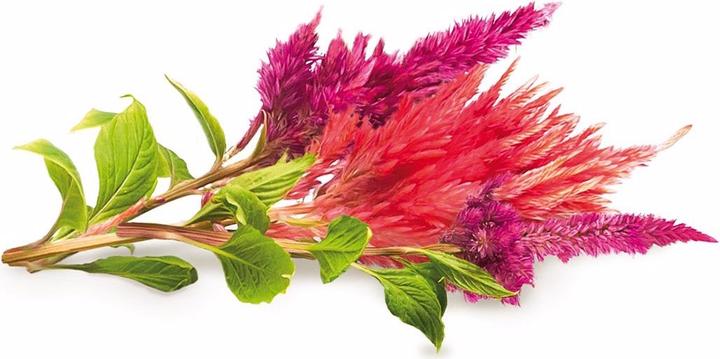 Produktbild Click and Grow Hahnenkamm (Blumensamen)