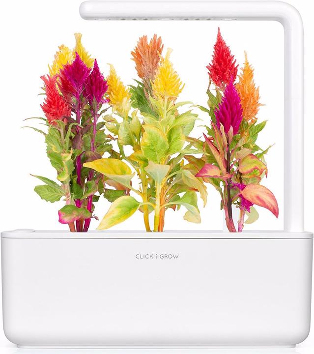 Produktbild Click and Grow Hahnenkamm (Blumensamen)