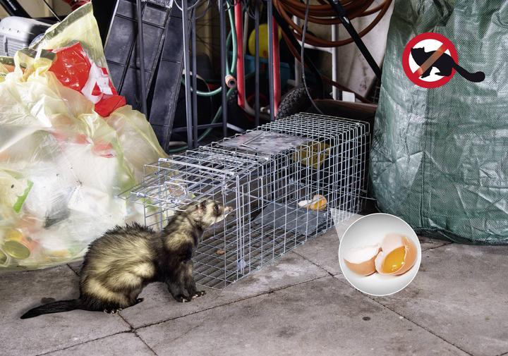 Actual product image Gardigo Marten live trap