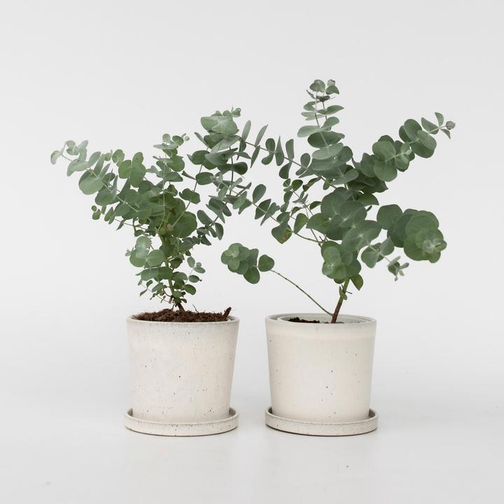 Actual product image Plant in a Box Eucalyptus Pulverulenta - Set of 2 Silver-leaved Eucalyptus (25 cm)