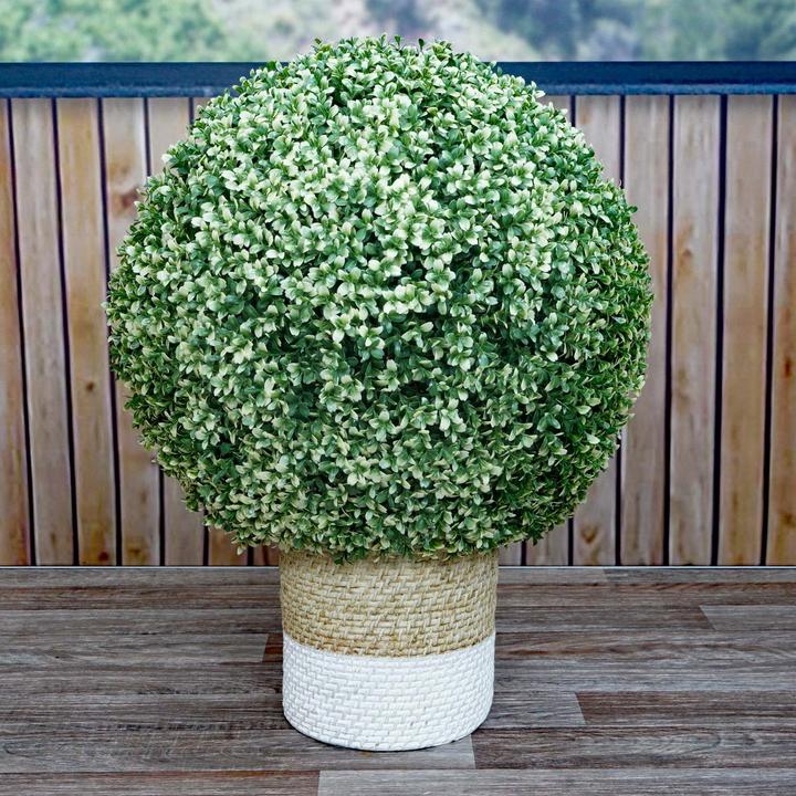 Produktbild JOHN316 Buchsbaum (55 cm)