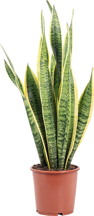 Actual product image Flowerbox Striped snake plant - height ca. 65 cm, pot-Ø 17 cm - Sansevieria trifasciata Laurentii (65 cm)