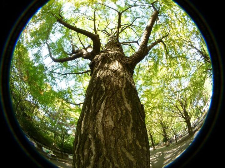 Actual product image Raynox HDP 2800 ES 52 (Universal)