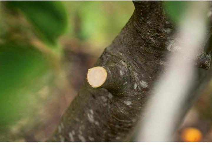 Image du produit Bosch Hausgeräte AkkuGartenschere Adv.Prune
