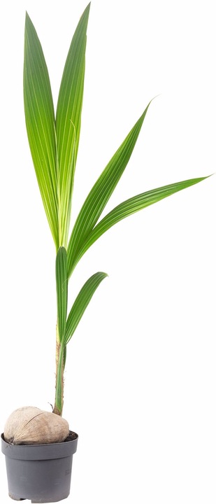 Actual product image Flowerbox Coconut palm - Cocos nucifera (100 cm)