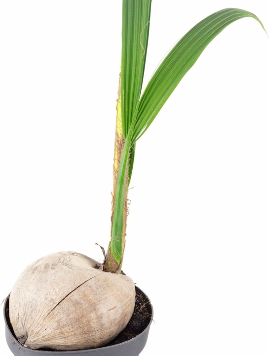 Actual product image Flowerbox Coconut palm - Cocos nucifera (100 cm)