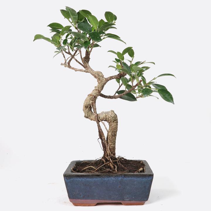Bonsai.ch Ficus retusa Lorbeerfeige cm - kaufen bei Galaxus