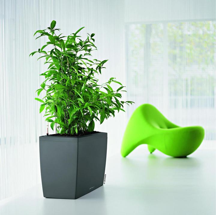Image du produit Lechuza Cararo (75 x 30 x 43 cm)