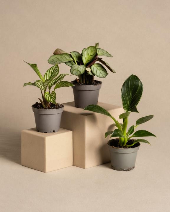 Image du produit feey Kit bébé plante (5 cm)