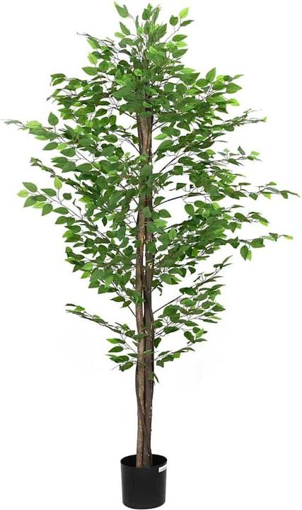 Produktbild vidaXL Ficusbaum (200 cm)