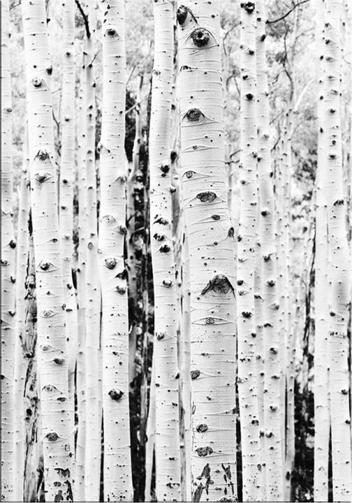 Image du produit Eicie Arven (140 x 200 cm)