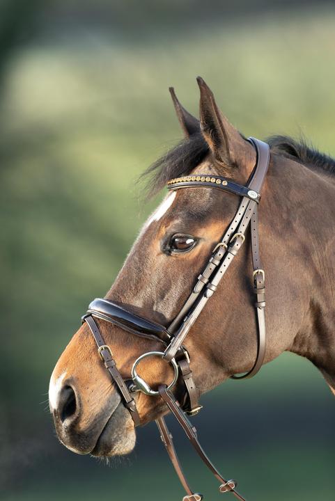 Actual product image HFI Master Shiny