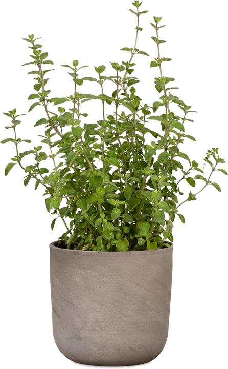 Produktbild Scheurich Blumentopf Travertino 981, 27.3 cm, Braun, Detailfarbe (27.30 cm)