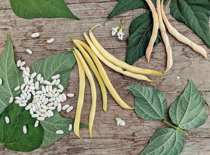 Produktbild Zollinger Bio Buschbohne, Gelbe Wachs