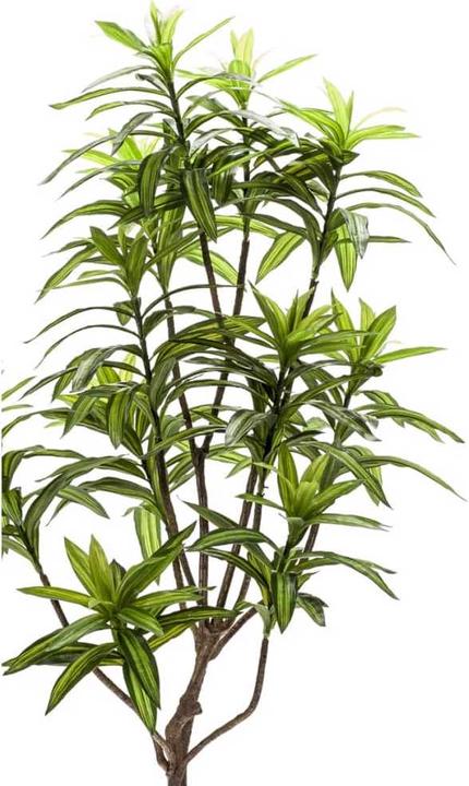 Image du produit Emerald Brendis (130 cm)