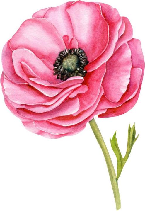 Image du produit Trenddeko Coquelicot rouge XXL (41 x 60 cm)