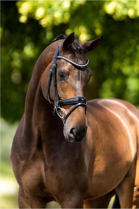 Image du produit BR Equestrian Equipment Ipswich