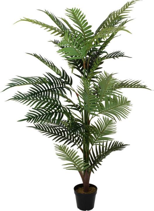 monstera burle marx fantasy Philodendron Burle Marx Fantasy Terrarium Plant main image 0