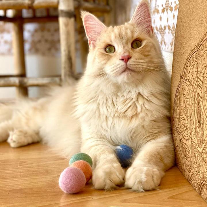 Actual product image LucyBalu RAINBOW BALLS FilzbÃ¤lle (Cat scratching toy)