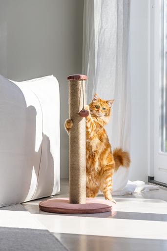 Actual product image Designed by Lotte Scratching post Yenna (70 cm, Rose)