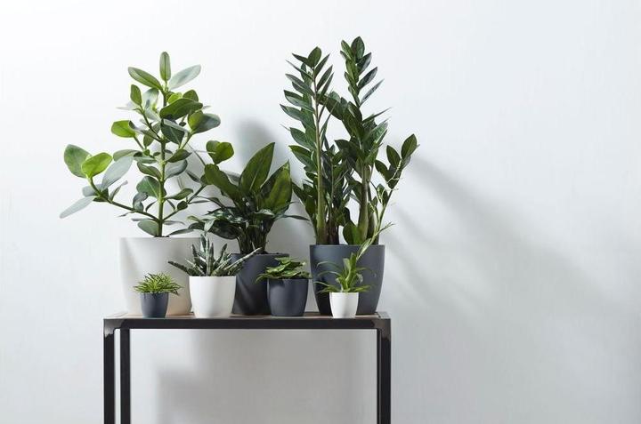 Produktbild Elho Brussels (13 x 11 cm)