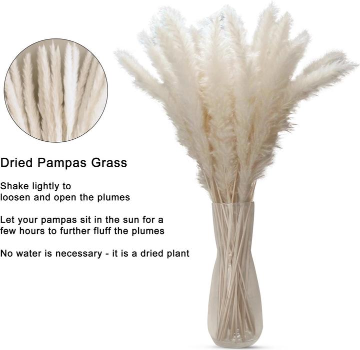 Actual product image Intirilife Pampas grass 30 pieces (5 cm)