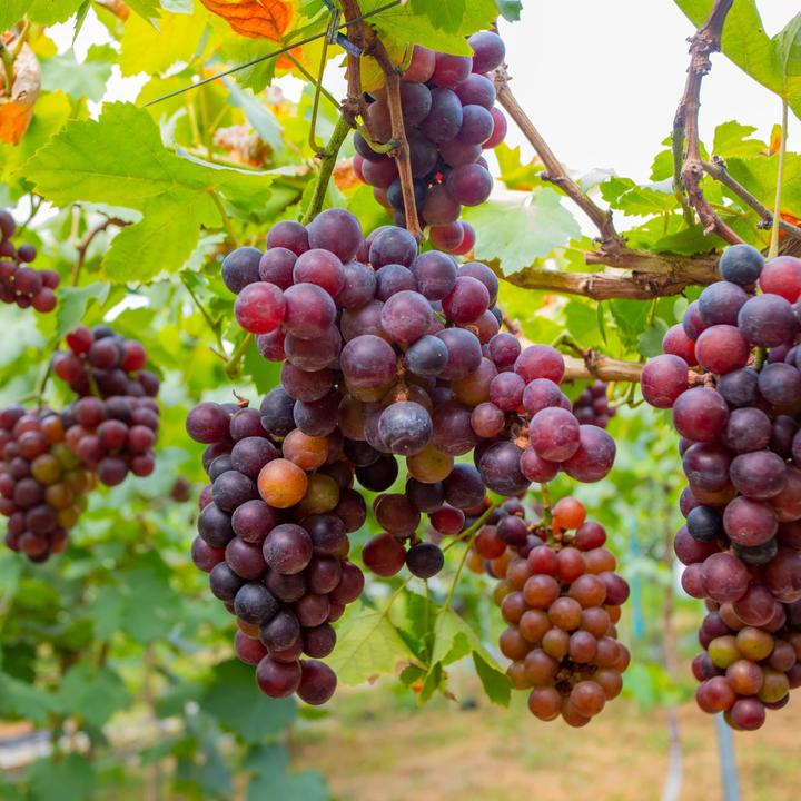 Produktbild Plant in a Box Vitis vinifera 'Cabernet franc', 'pinot gris', 'Chardonnay' (25 cm)