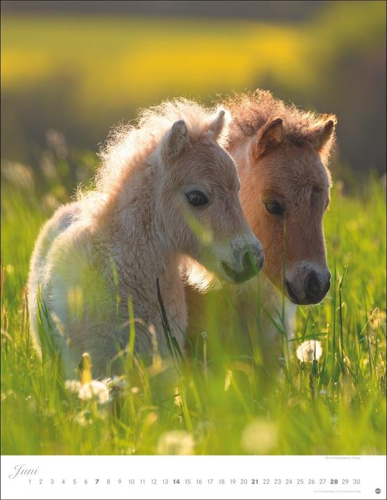 Produktbild Pferde Classics Posterkalender 2026