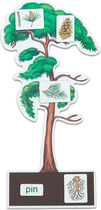 Actual product image Betzold Determine trees made easy (German, 6 - 10 years)