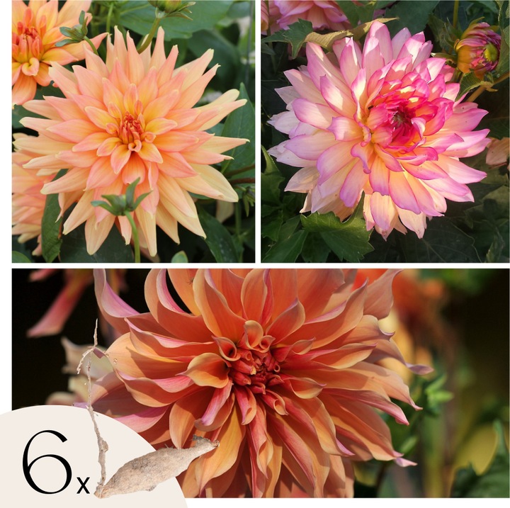 Actual product image Plant in a Box Dahlia Labyrinth, Dahlia Labyrint Twotone - mixture of 6 dahlias (10 cm)
