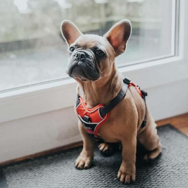 Productafbeelding Hunter Divo servies (S, M, Hond, Algemeen, Loop)