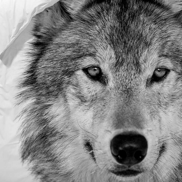 Actual product image Traumschlaf Wolf (135x200 cm + 80x80 cm)