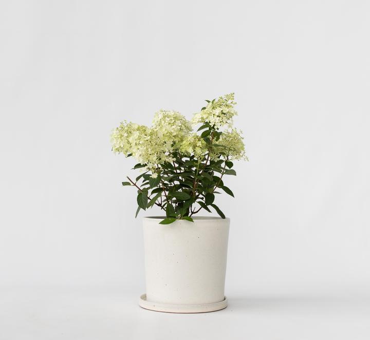 Actual product image Plant in a Box Hydrangea paniculata "Bobo" - Hydrangea (25 cm)