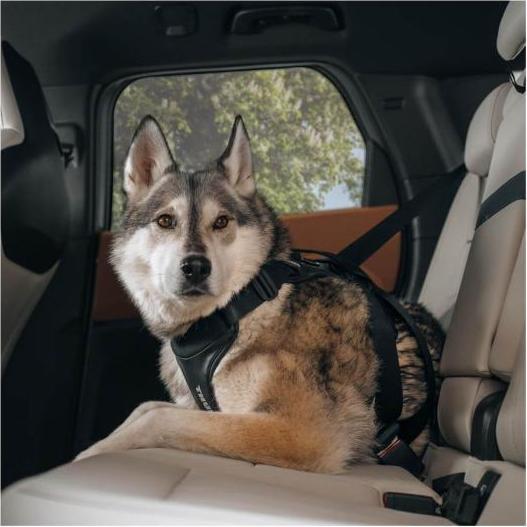 Image du produit Thule Cappy (Chien, Lavable, Respirant)