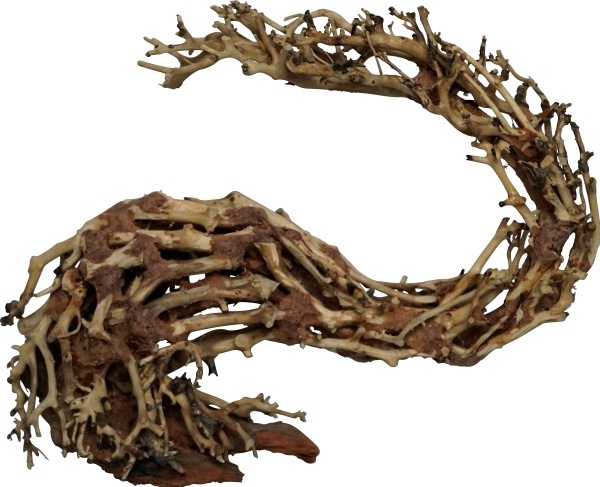 4fish Traerødder, Dragonhead, 22x10x15 cm (Dekoration, sonstige Gegenstände)