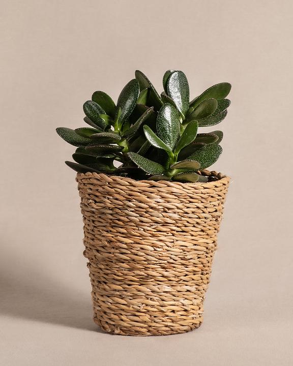 feey Geldbaum (25 cm, Frisch umgetopft)