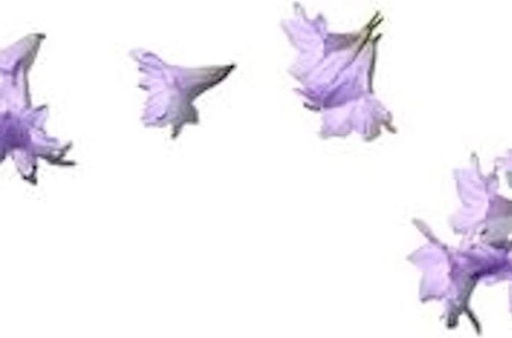 Actual product image Benamôr Jacarandá soap (100 g)