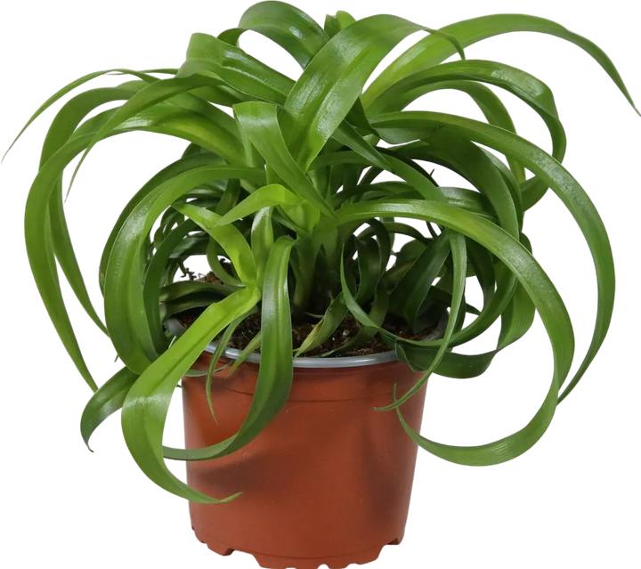 Plantlovers Chlorophytum comosum green bonnie - kaufen bei Galaxus - Galaxus