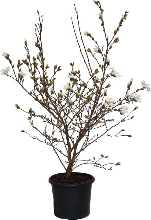 Actual product image Zulauf Stern-Magnolie / Magnolia stellata (125 cm)