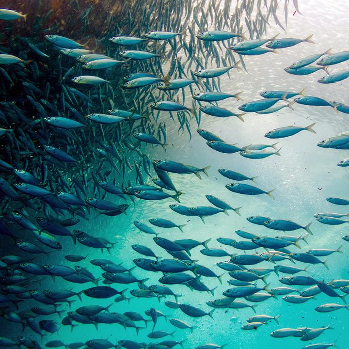 Immagine prodotto Sekoya Omega 3+ | DHA & EPA (90 pz., Pillole)