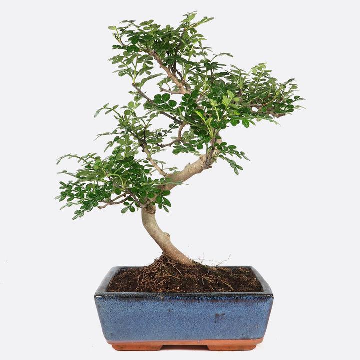 Bonsai.ch Zanthoxylum Szechuanpfeffer