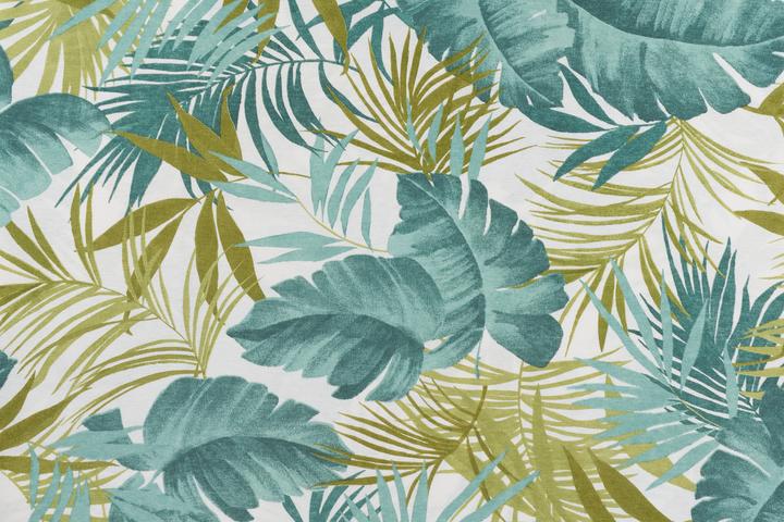 monstera thai steckling Monstera 'Thai Constellation' Steckling kaufen main image 1